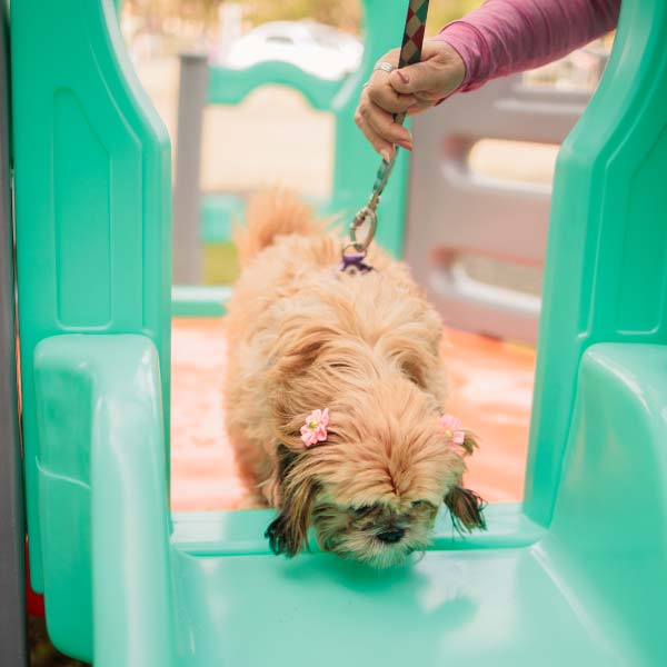 Espaço Pet e Spa Pet para os amigos de quatro patas